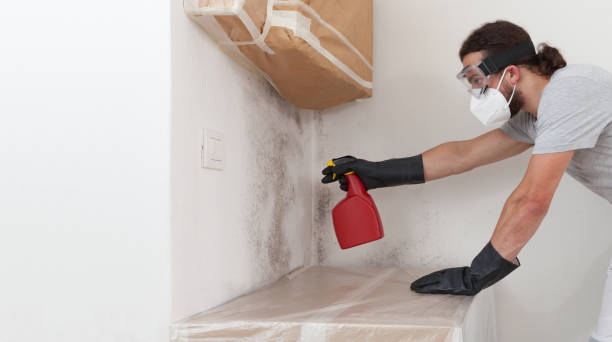 Basement Mold Remediation treatment on basement walls in Hempstead