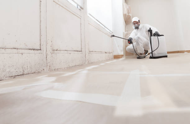 Black mold remediation team in Hempstead